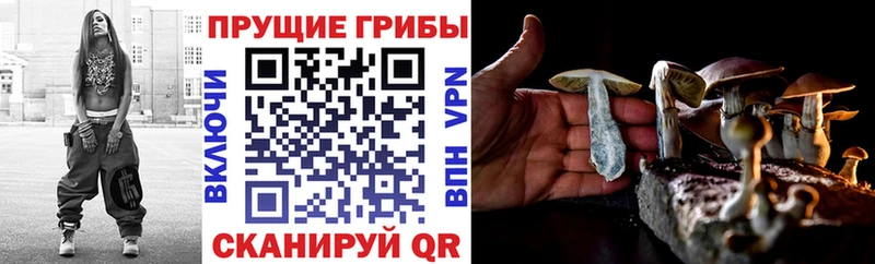 Галлюциногенные грибы Psilocybine cubensis  ОМГ ОМГ ONION  Ноябрьск  где купить наркоту 